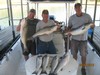 (09/02/2016) - Nice Striped Bass